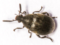 Bruchidius villosus